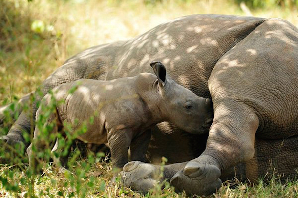 Ziwa’s rhinos are well protected. (www.rhinofund.org)
