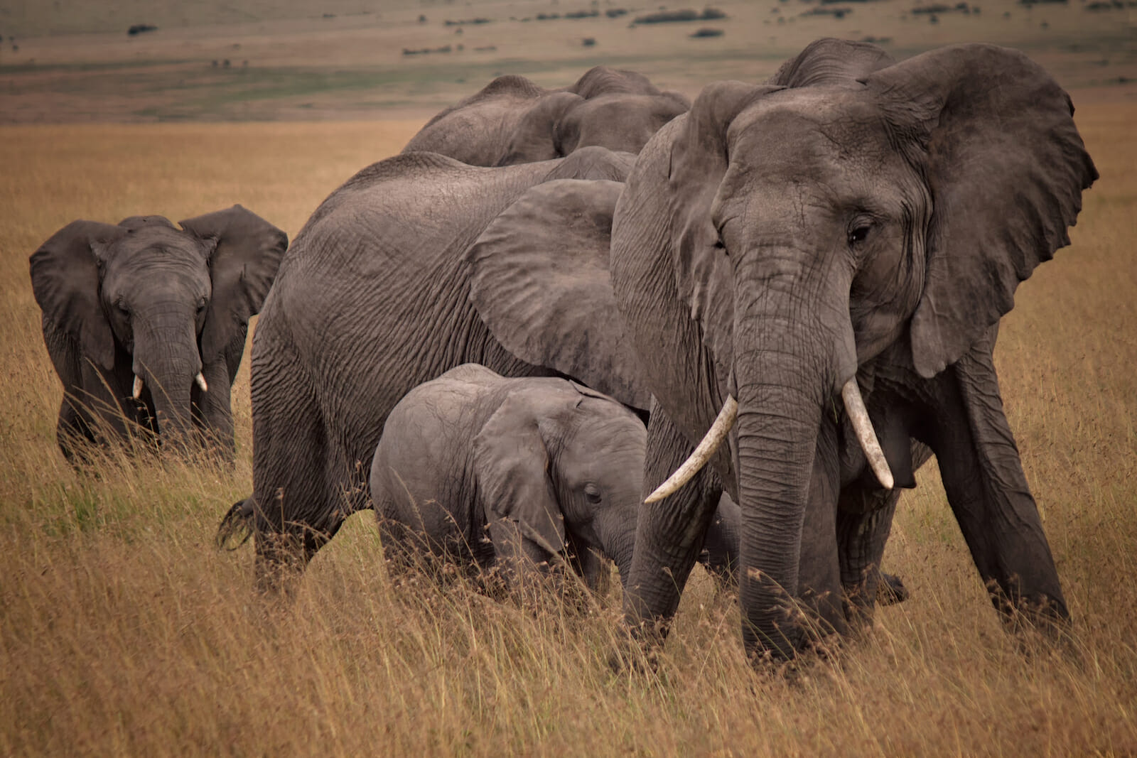 Hereâ€™s whatâ€™s Wrong with Zimbabwe Selling its Elephants