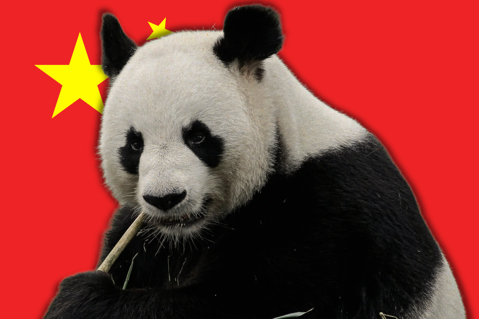 Panda China flag