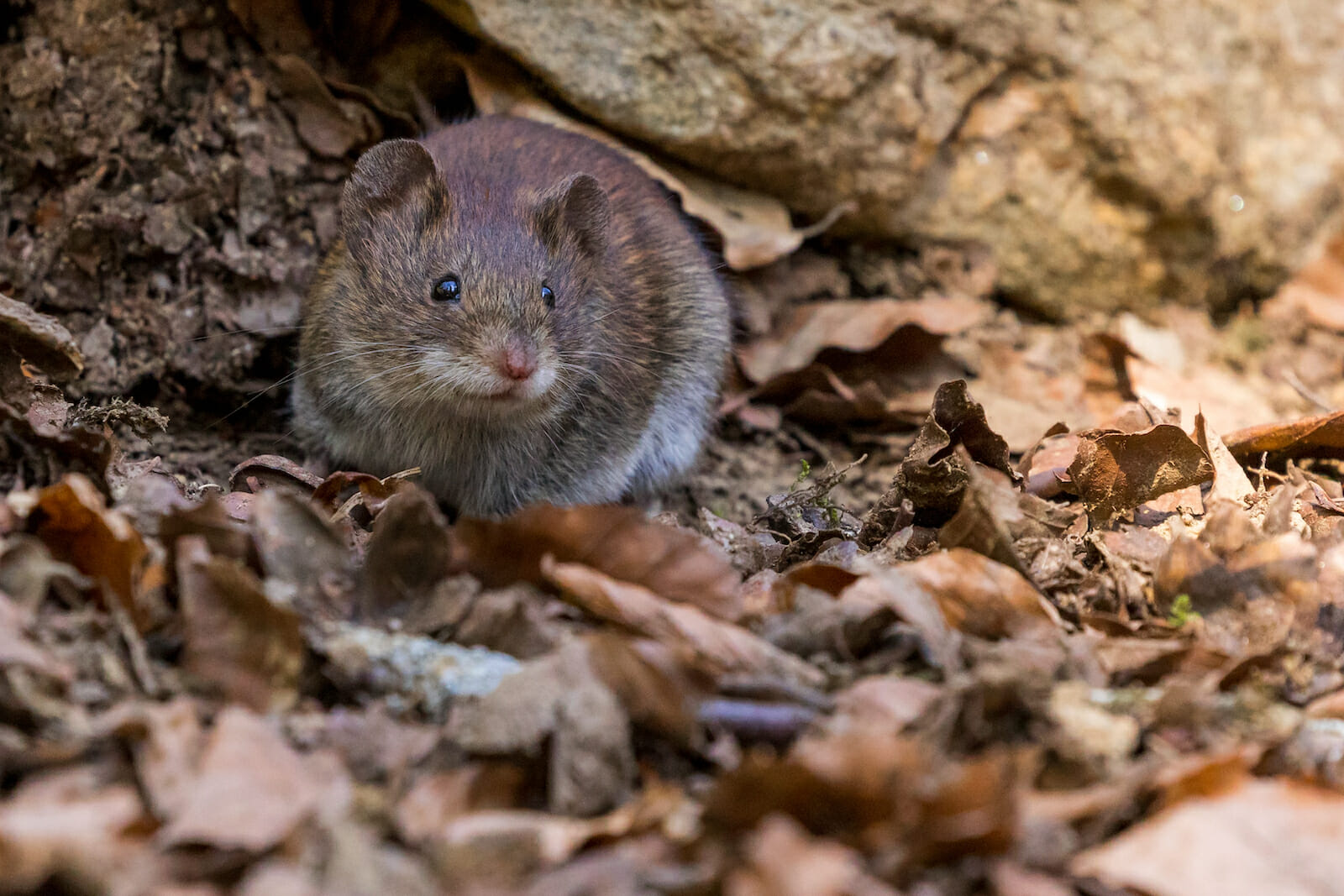 Australian mouse plague: 'napalming' rodents could kill native and