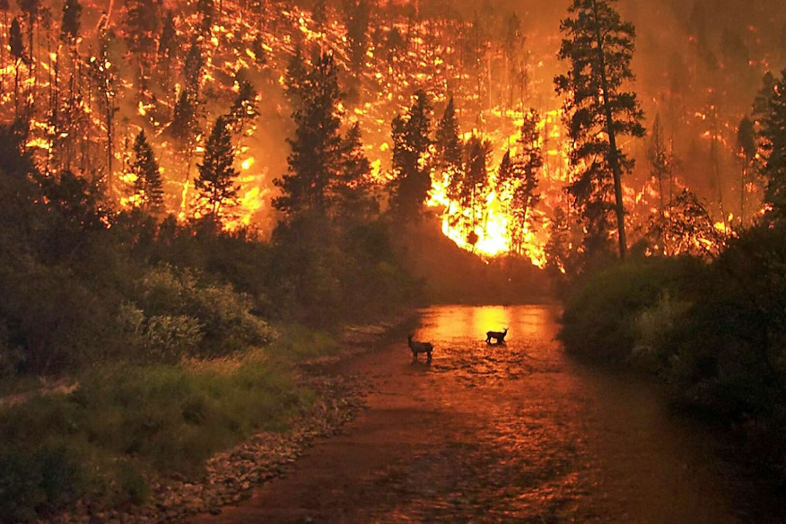 Wildfire in Montana