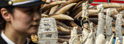 Confiscated ivory in China