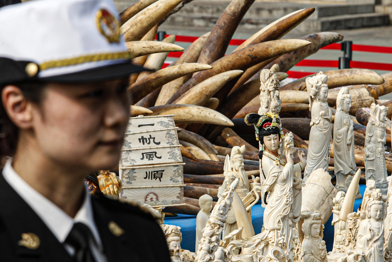 Confiscated ivory in China
