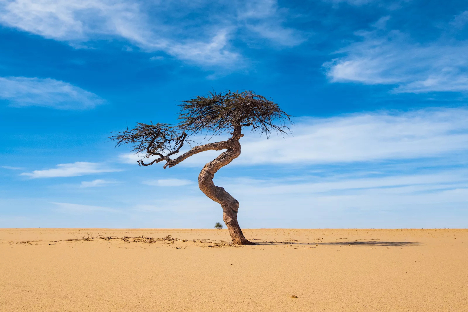 Lone tree in Africa