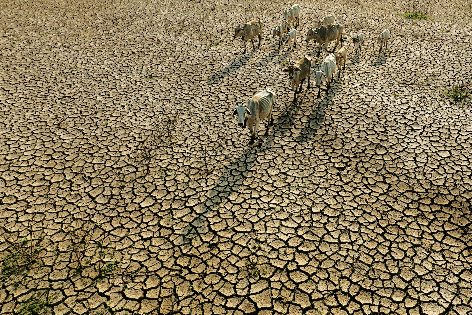 Farm animals climate change