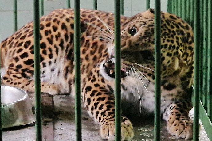 Indian leopard that has been captured