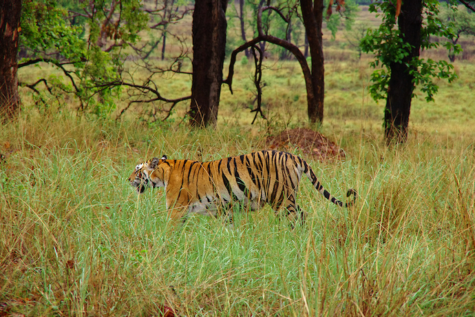 Indian Bengal tiger