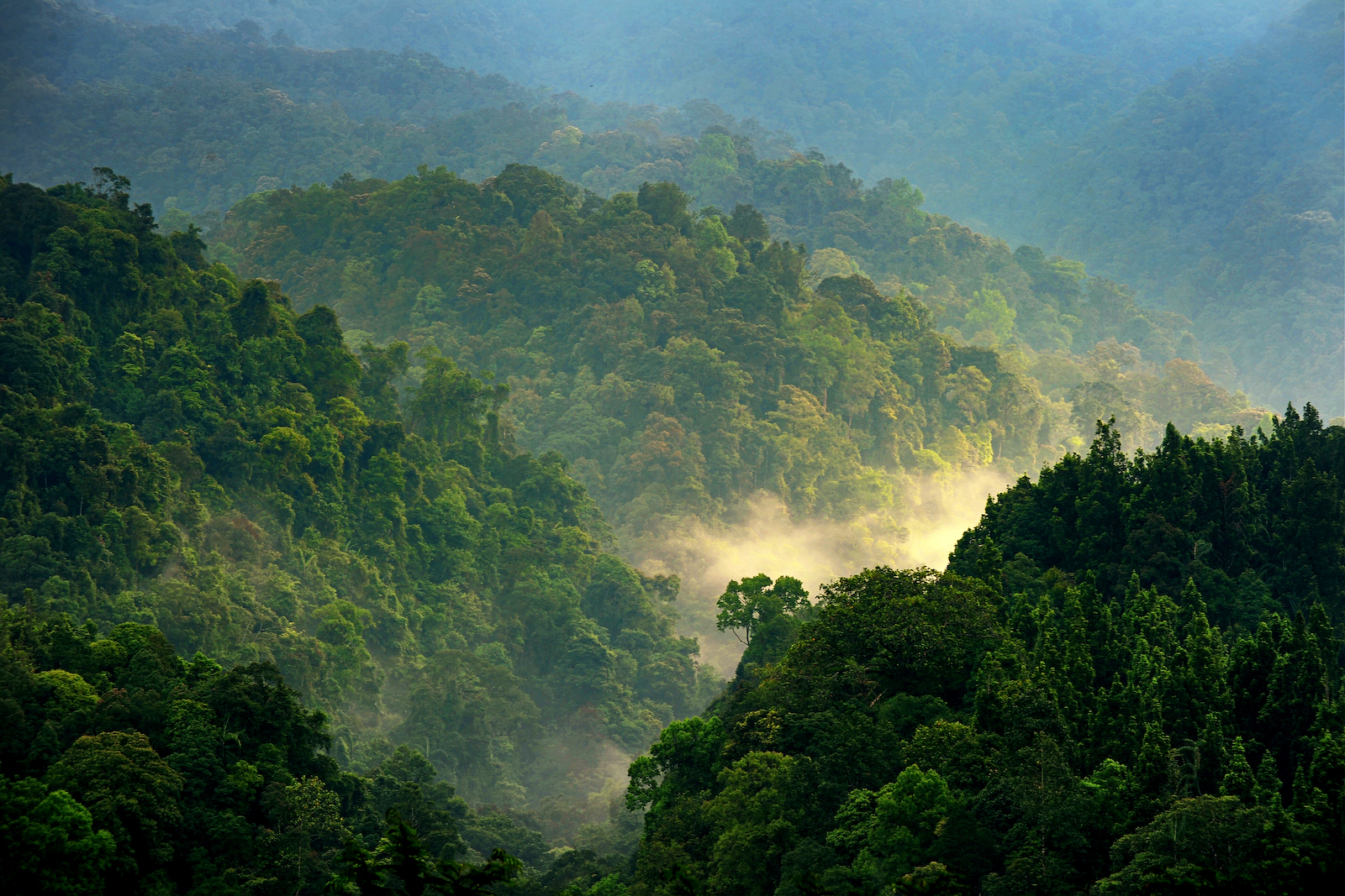 Aerial view of the  Rainforest - CIFOR Knowledge