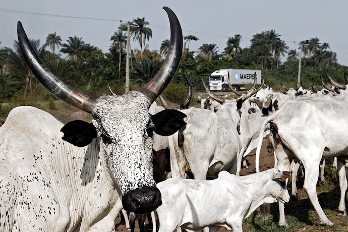 Herd of cattle in Nigeria