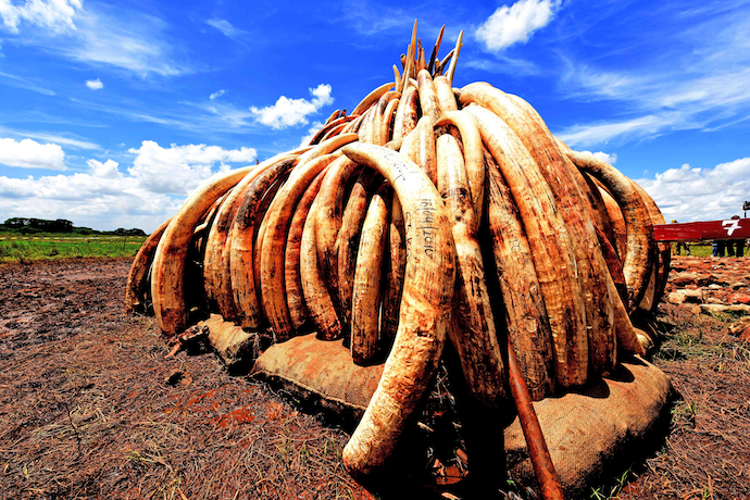 Elephant ivory collected for a mass burn in Kenya