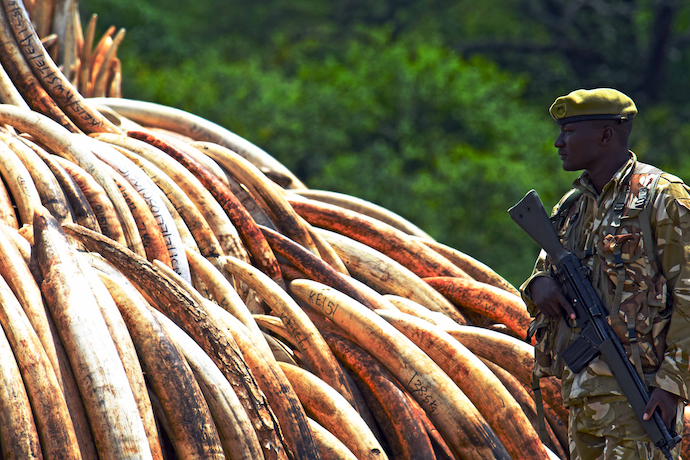 Elephant ivory collected for a mass burn in Kenya