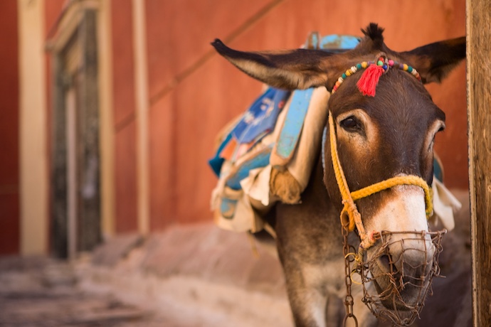 A donkey of Santorini, Greece