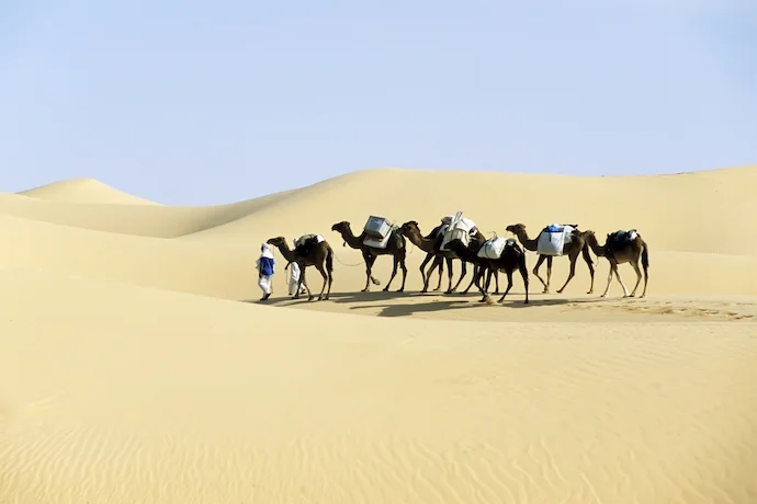 Camel caravan going through the sand dunes in the Sahara Desert, Algeria.
