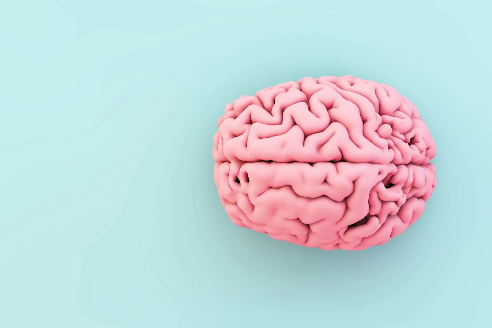 Brain
