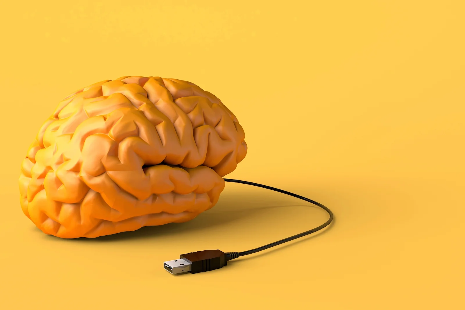 Brain