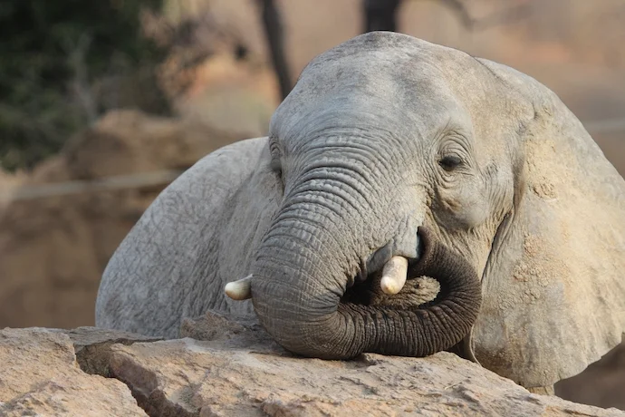 Orphaned baby elephant at a sanctuary in Nairobi, Kenya