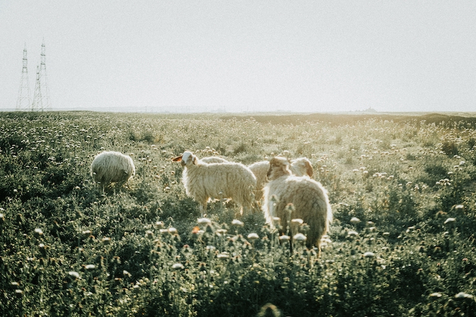 Herd of sheep in Erbil, Iraq