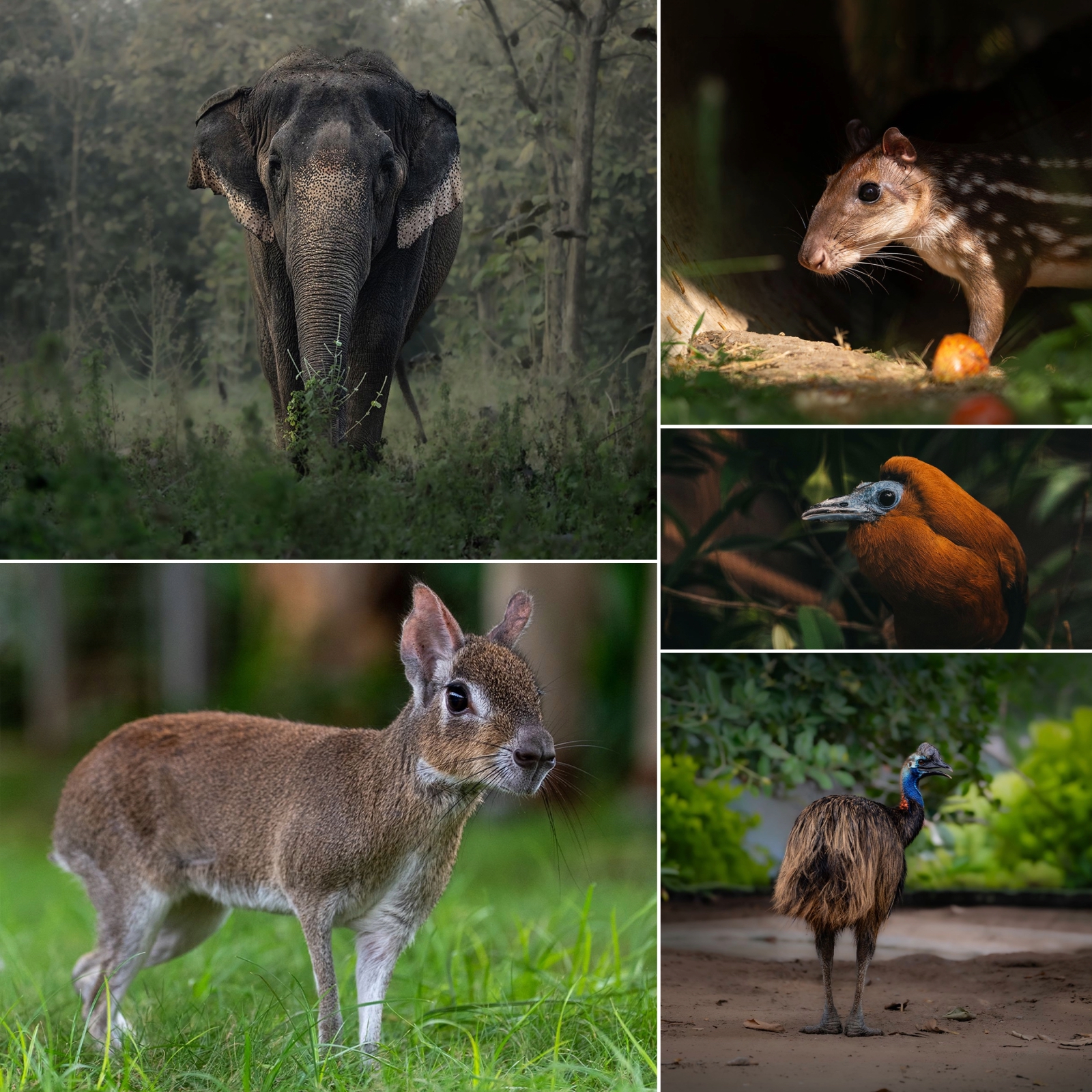 Vantara wildlife rescue
